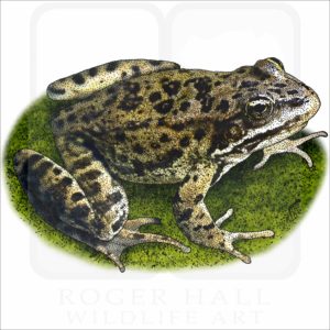 Columbia Spotted Frog illustration