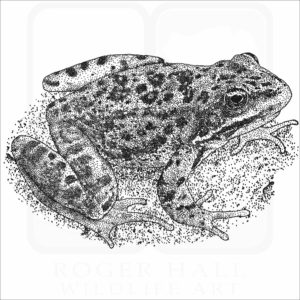 Columbia Spotted Frog