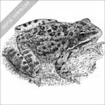 Columbia Spotted Frog
