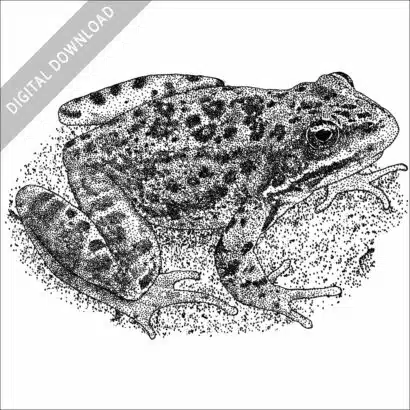 Columbia Spotted Frog