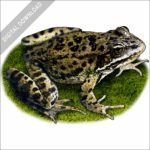 Columbia Spotted Frog stock image