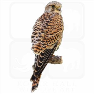 Common Kestrel illustration