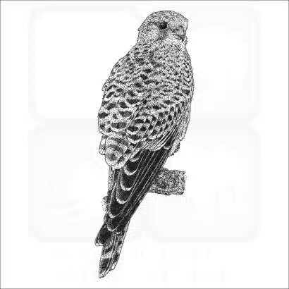 Common Kestrel illustration