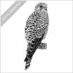 Common Kestrel stock image