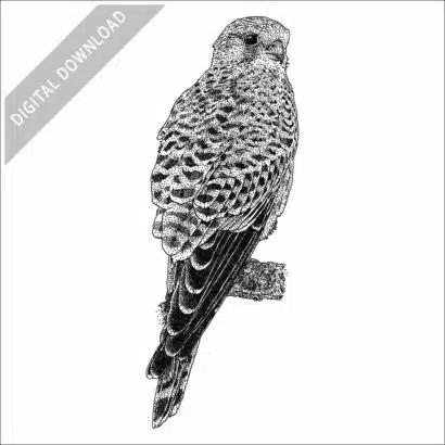 Common Kestrel stock image