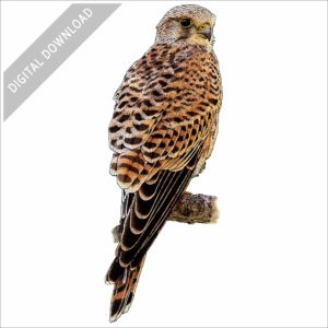 Common Kestrel stock image