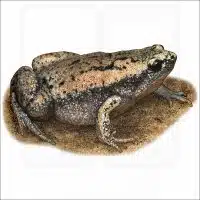 Eastern Narrow-mouthed Toad illustration