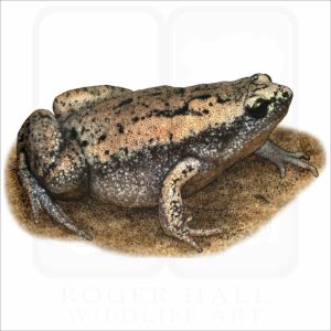 Eastern Narrow-mouthed Toad illustration