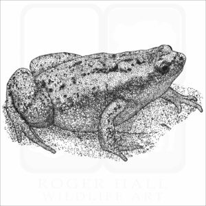 Eastern Narrow-mouthed Toad