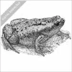 Eastern Narrow-mouthed Toad