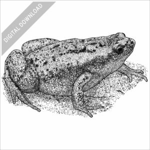 Eastern Narrow-mouthed Toad