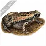Eastern Narrow-mouthed Toad stock image