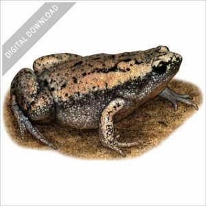 Eastern Narrow-mouthed Toad stock image