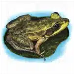 Florida Bog Frog illustration