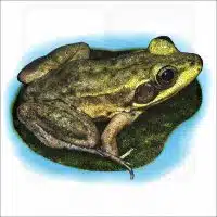 Florida Bog Frog illustration