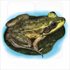 Florida Bog Frog illustration