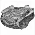Florida Bog Frog