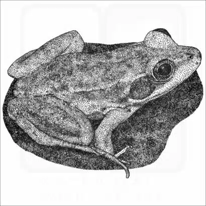 Florida Bog Frog