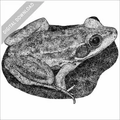Florida Bog Frog