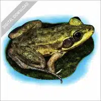 Florida Bog Frog stock image