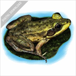 Florida Bog Frog stock image