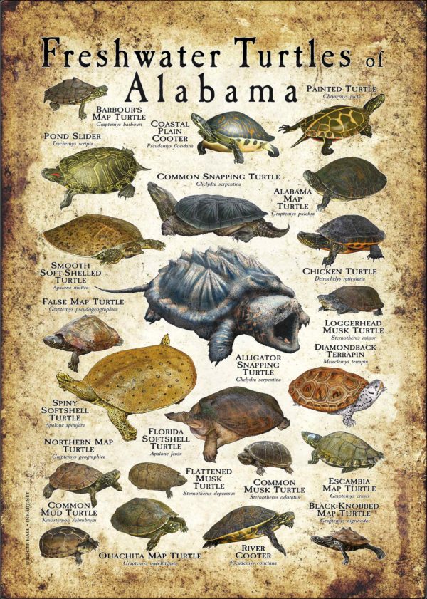 Freshwater Turtles of Alabama Poster Print