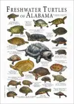 Freshwater Turtles of Alabama poster print