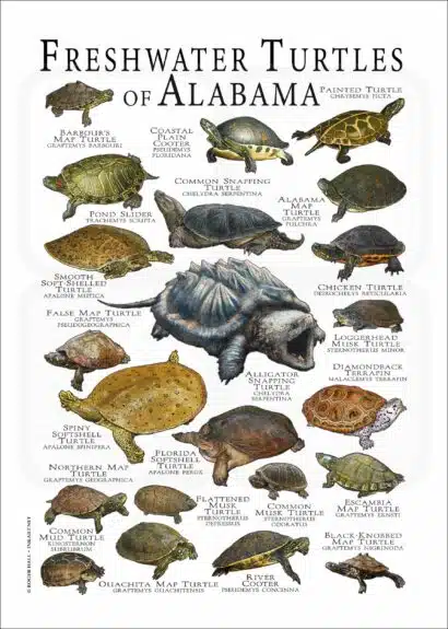 Freshwater Turtles of Alabama poster print