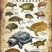 Freshwater Turtles of Arkansas poster print
