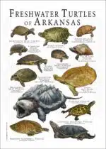 Freshwater Turtles of Arkansas poster print