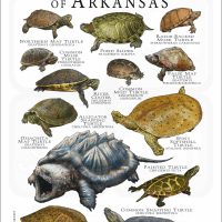 Freshwater Turtles of Arkansas poster print