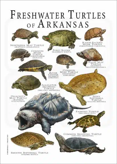 Freshwater Turtles of Arkansas poster print