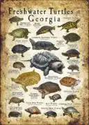 Freshwater Turtles of Georgia poster print