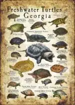 Freshwater Turtles of Georgia poster print