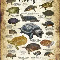 Freshwater Turtles of Georgia poster print
