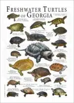 Freshwater Turtles of Georgia poster print