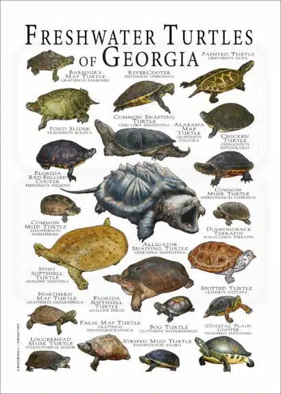Freshwater Turtles of Georgia poster print