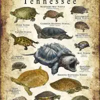 Freshwater Turtles of Tennessee poster
