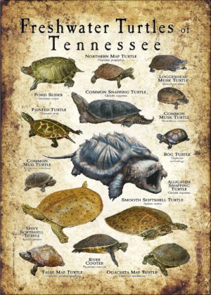 Freshwater Turtles of Tennessee poster