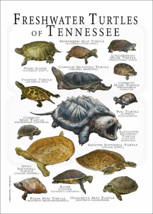 Freshwater Turtles of Tennessee poster print