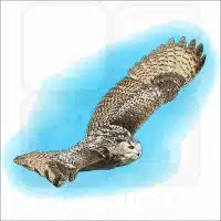 Indian Eagle-Owl illustration