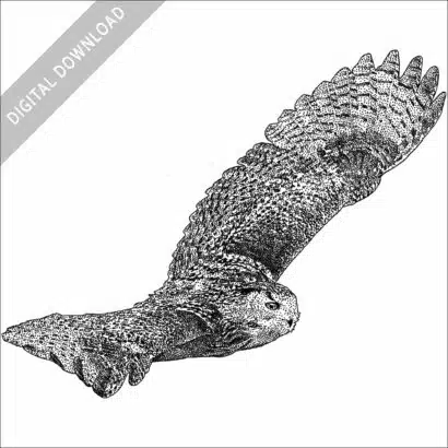 Indian Eagle-Owl