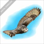 Indian Eagle-Owl stock image