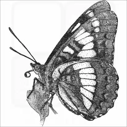 Lorquin's Admiral Butterfly