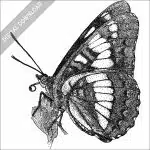 Lorquin's Admiral Butterfly