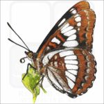 Lorquin's Admiral Butterfly illustration