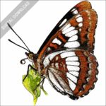 Lorquin's Admiral Butterfly stock image