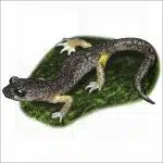 Oregon Ensatina illustration