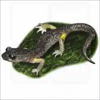 Oregon Ensatina illustration