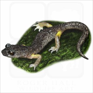 Oregon Ensatina illustration